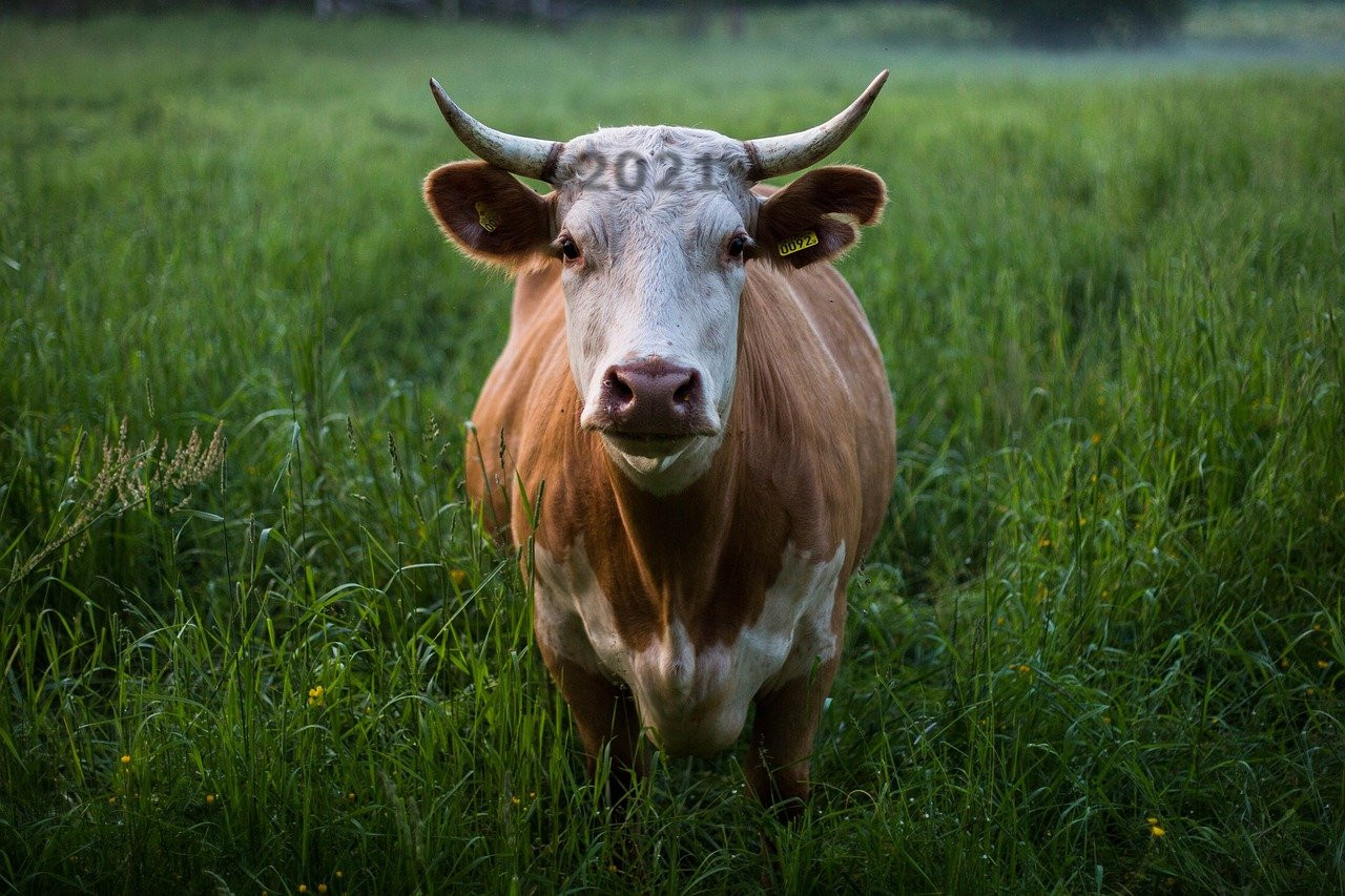 2021 une vache ?